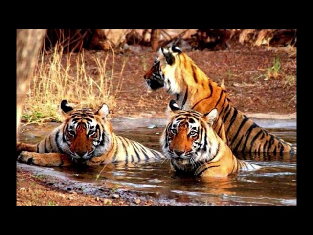 khawnglung-wildlife-sanctuary-img